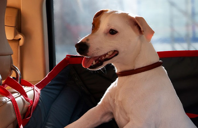 Te presentamos cuatro accesorios para viajar con tu mascota en auto